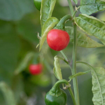 Cascabel Pepper Seeds - Vegetable Plant