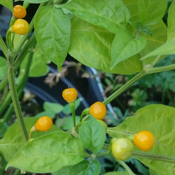 Cascabel Pepper Seeds - Vegetable Plant