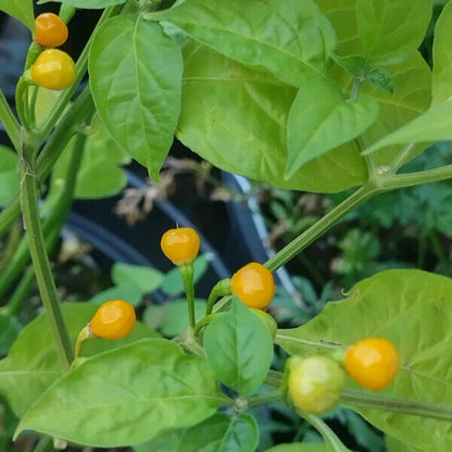 Cascabel Pepper Seeds - Vegetable Plant