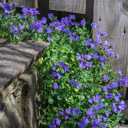 Cascade Dark Blue Aubrieta Seeds 