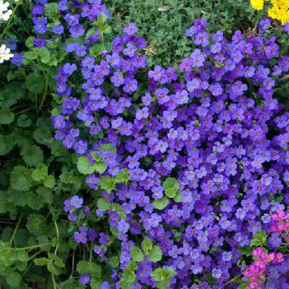 Cascade Dark Blue Aubrieta Seeds 