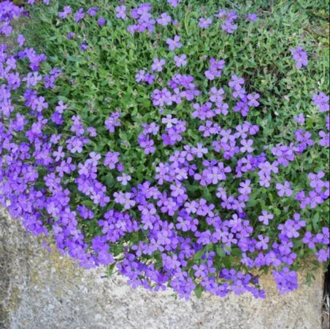 Cascade Dark Blue Aubrieta Seeds 