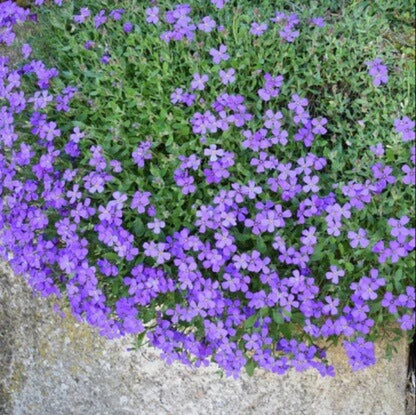 Cascade Dark Blue Aubrieta Seeds 