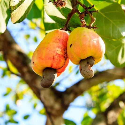 Cashew Seeds 