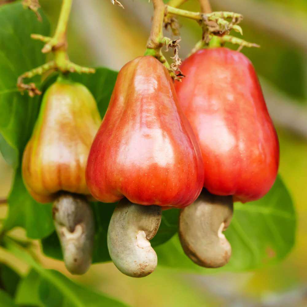 Cashew Seeds 