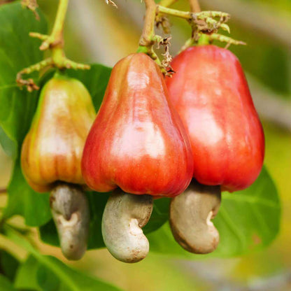 Cashew Seeds 