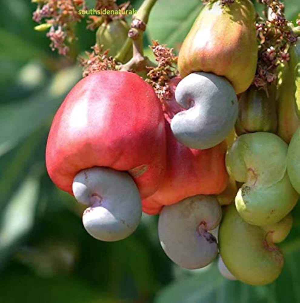 Cashew Seeds 