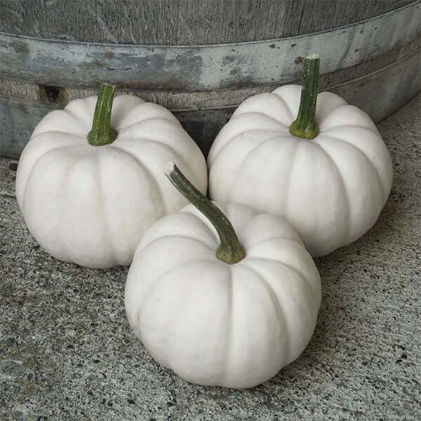 Casperita Pumpkin Seeds - Heirloom Vegetable Plant for Home Gardens
