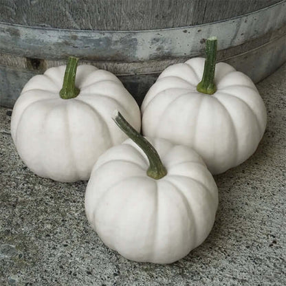 Casperita Pumpkin Seeds - Heirloom Vegetable Plant for Home Gardens