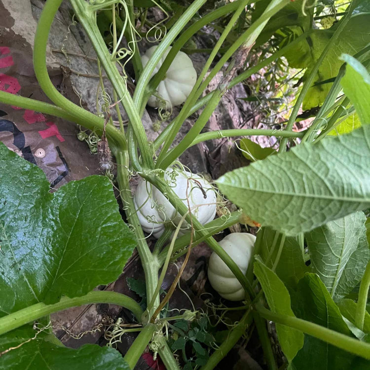 Casperita Pumpkin Seeds - Heirloom Vegetable Plant for Home Gardens
