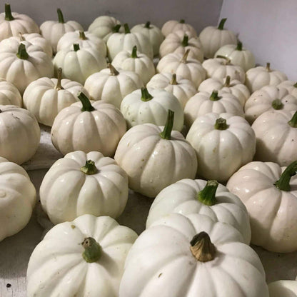 Casperita Pumpkin Seeds - Heirloom Vegetable Plant for Home Gardens
