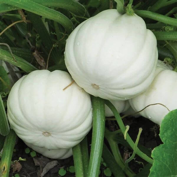 Casperita Pumpkin Seeds - Heirloom Vegetable Plant for Home Gardens