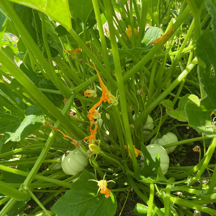 Casperita Pumpkin Seeds - Heirloom Vegetable Plant for Home Gardens