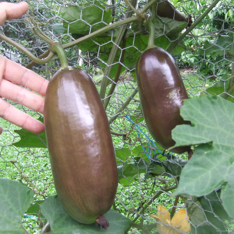 Cassabanana Seeds - Heirloom Fruit Plant for Home Gardens
