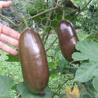 Cassabanana Seeds - Heirloom Fruit Plant for Home Gardens