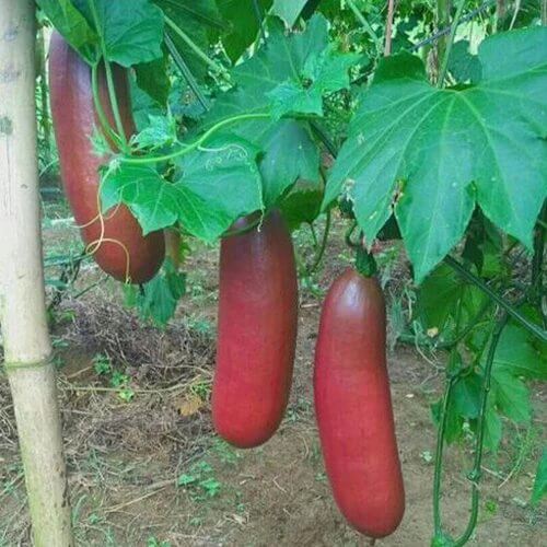 Cassabanana Seeds - Heirloom Fruit Plant for Home Gardens