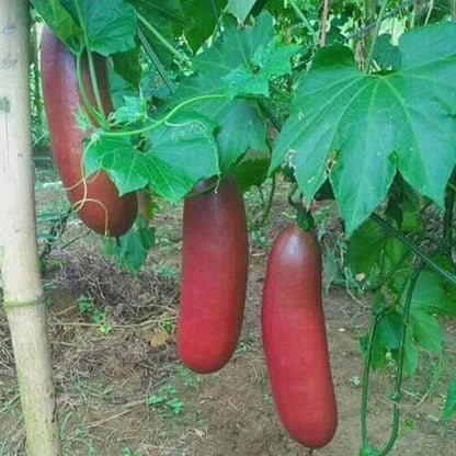 Cassabanana Seeds - Heirloom Fruit Plant for Home Gardens