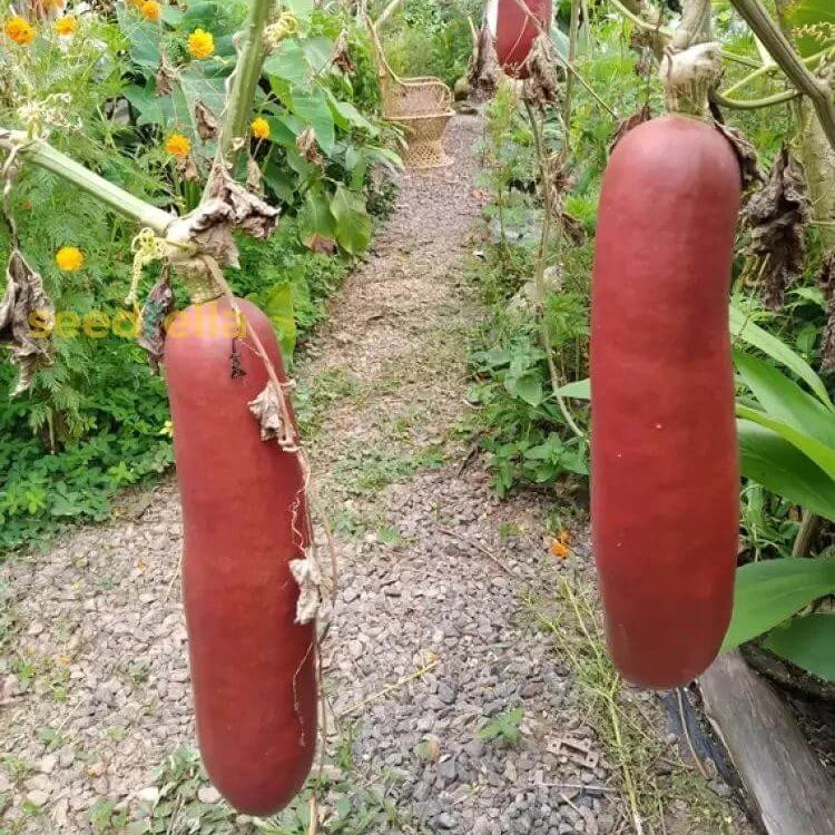 Cassabanana Seeds - Heirloom Fruit Plant for Home Gardens