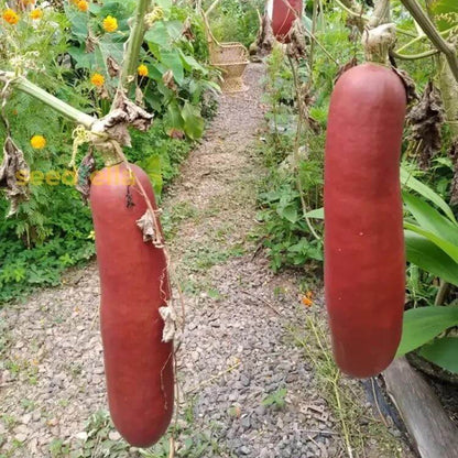 Cassabanana Seeds - Heirloom Fruit Plant for Home Gardens