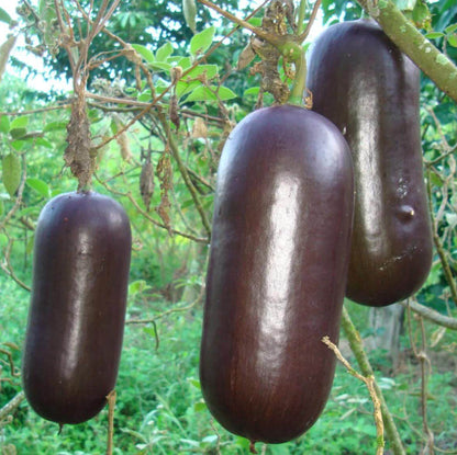Cassabanana Seeds - Heirloom Fruit Plant for Home Gardens