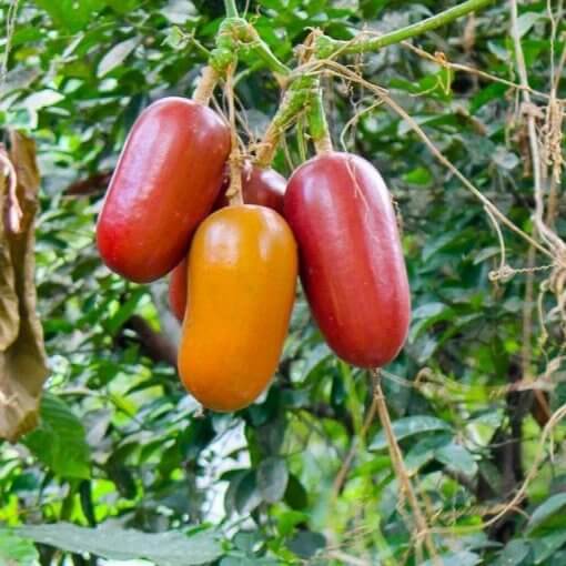 Cassabanana Seeds - Heirloom Fruit Plant for Home Gardens