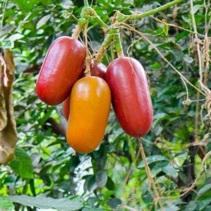Cassabanana Seeds - Heirloom Fruit Plant for Home Gardens
