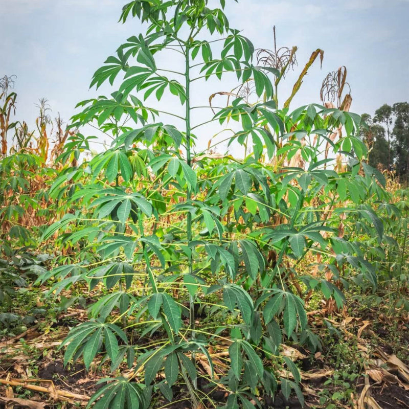 Cassava Seeds