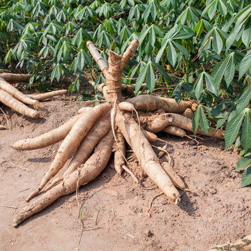 Cassava Seeds