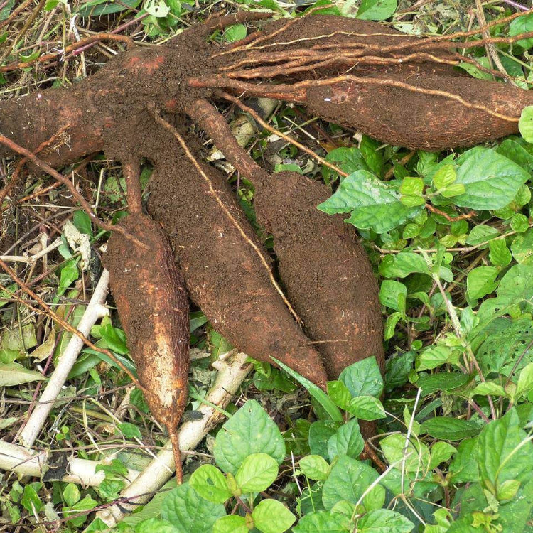 Cassava Seeds