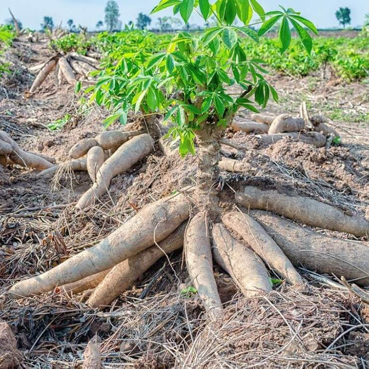 Cassava Seeds