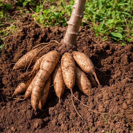 Cassava Seeds