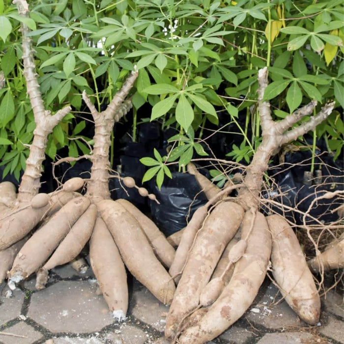 Cassava Seeds - Vegetable Plant for Home Gardens