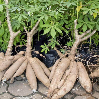 Cassava Seeds - Vegetable Plant for Home Gardens