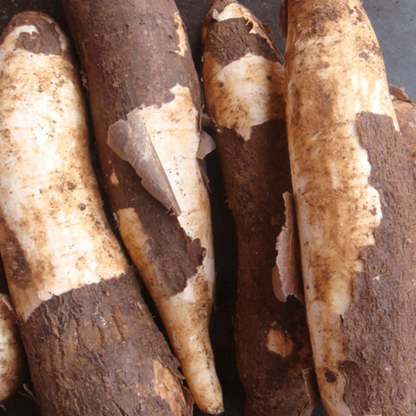 Cassava Seeds - Vegetable Plant for Home Gardens