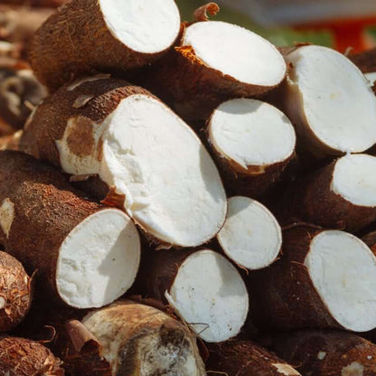 Cassava Seeds - Vegetable Plant for Home Gardens