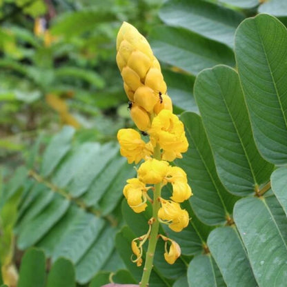 Cassia Alata Seeds - Herbal Plant