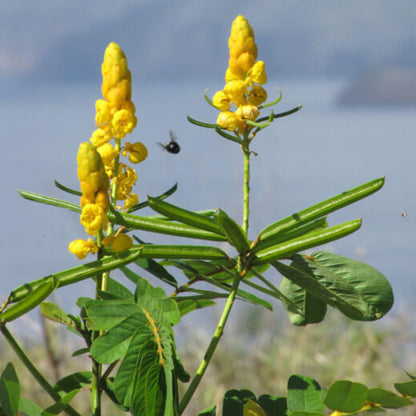 Cassia Alata Seeds - Herbal Plant
