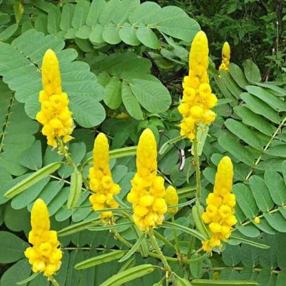 Cassia Alata Seeds - Herbal Plant