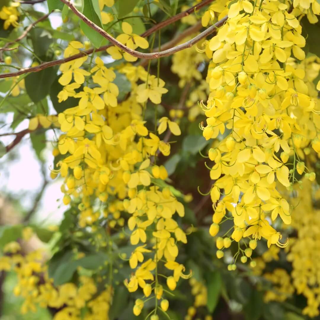 Cassia Fistula Golden Shower Tree Seeds