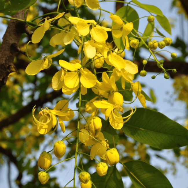 Cassia Fistula Golden Shower Tree Seeds