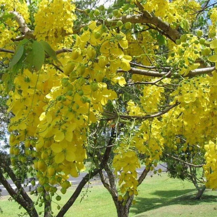 Cassia Fistula Seeds - Herbal Plant