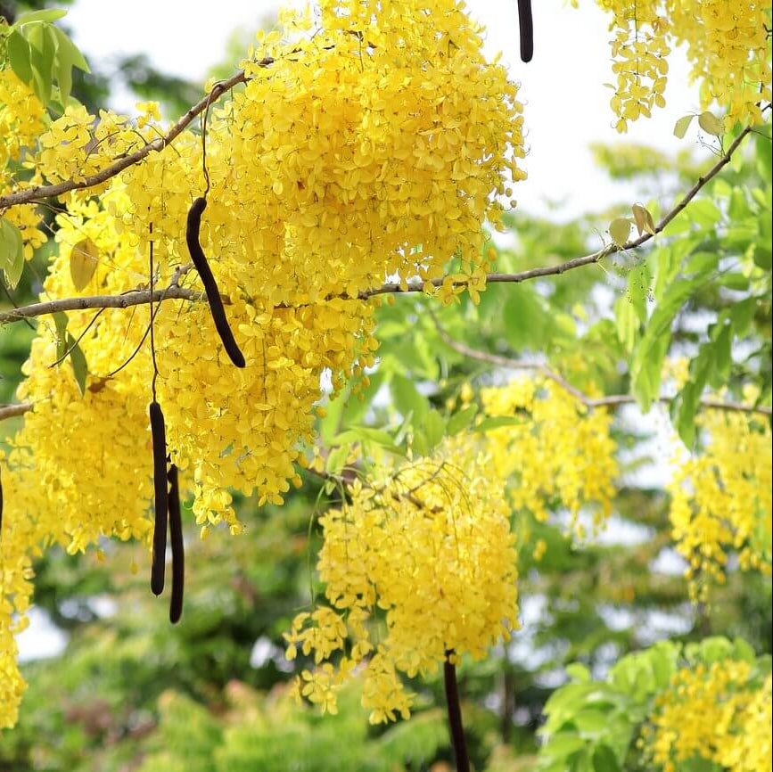 Cassia Fistula Seeds - Herbal Plant