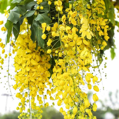 Cassia Fistula Seeds - Herbal Plant