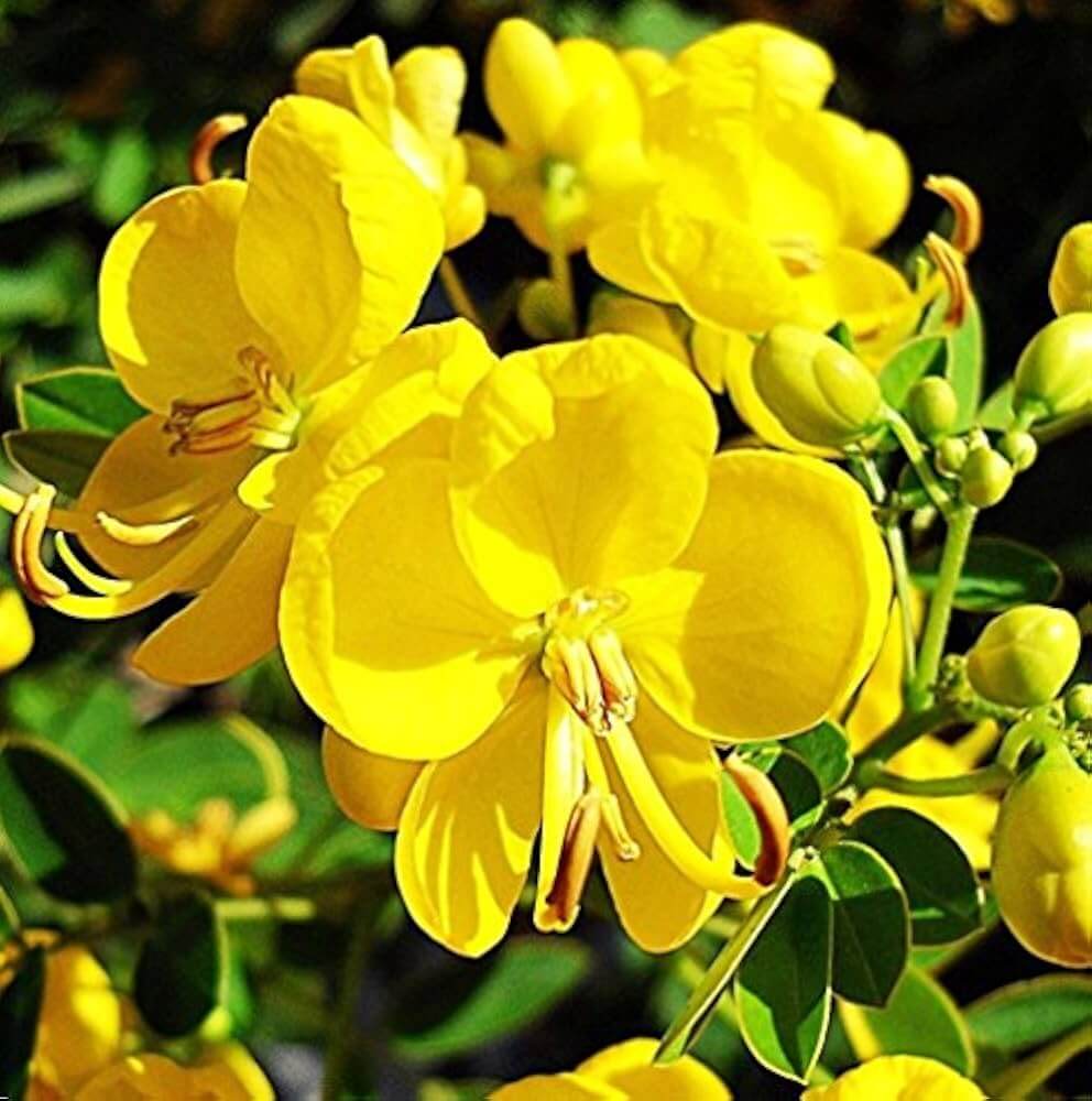 Cassia Seeds - Herbal Plant for Home Gardens