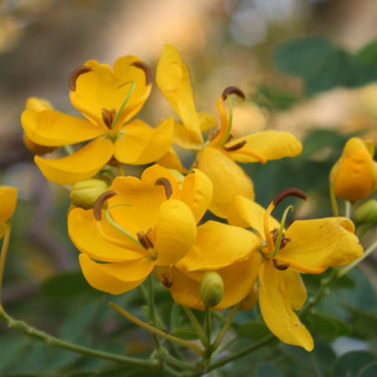 Cassia Seeds - Herbal Plant for Home Gardens