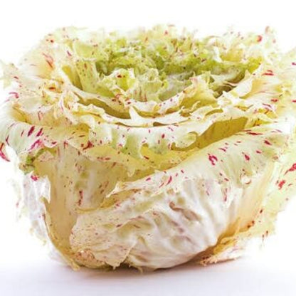 Castelfranco Radicchio Seeds