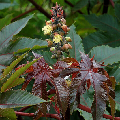 Castor Bean Seeds - Heirloom Flower Plant for Home Gardens