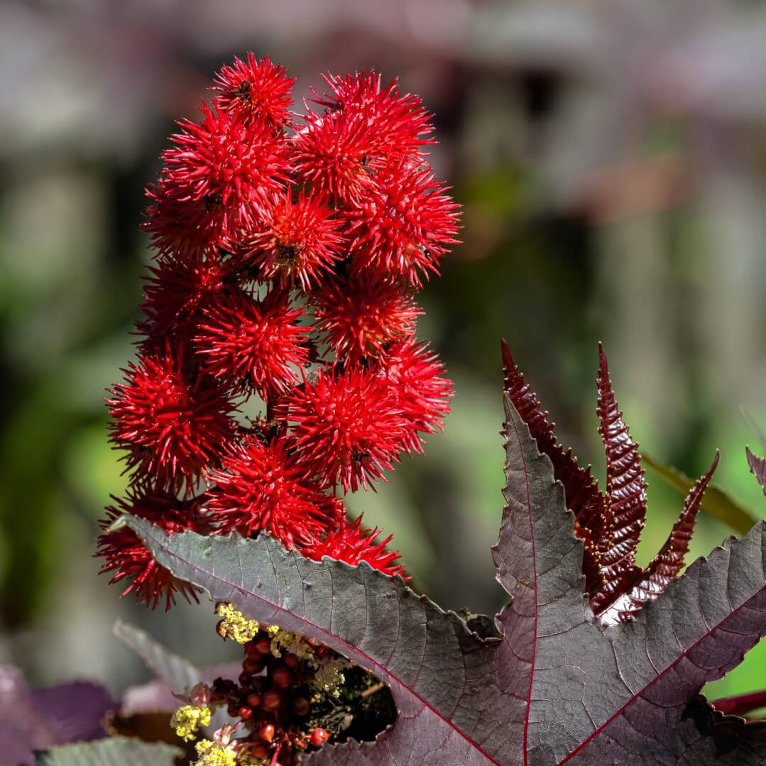 Castor Bean Seeds - Heirloom Flower Plant for Home Gardens