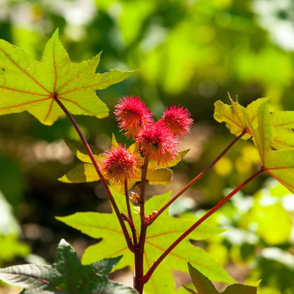 Castor Bean Seeds - Heirloom Flower Plant for Home Gardens