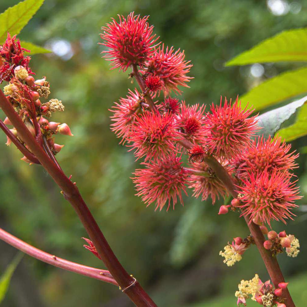Castor Bean Seeds - Heirloom Flower Plant for Home Gardens